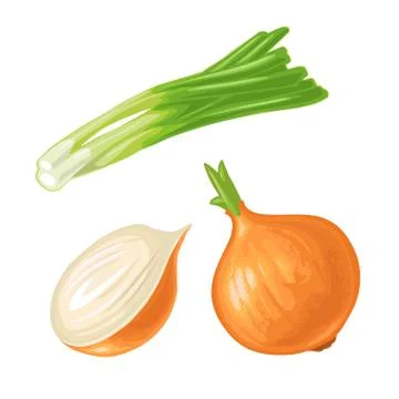 Whole and half onion. Vector vintage engraving isolated on white Illustrazione stock
