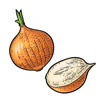 Whole and half onion. Vector vintage engraving isolated on white Illustration
