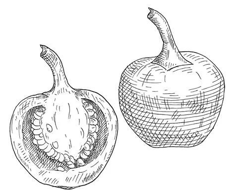 Whole and half pepper cherry. Vintage hatching gray monochrome illustration. Stock Illustration