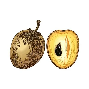 Whole and half sapodilla. Vector flat color illustration Stock Illustration
