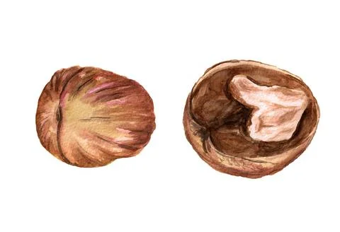 Whole and half walnut Stock Illustration