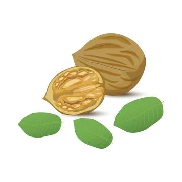 Whole and half walnut. Side view against green leaves background Stock Illustration