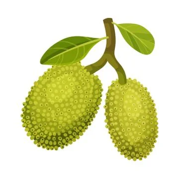 Whole and Ripe Egg-shaped Jackfruit with Green Seed Coat and Leaf Vector Stock Illustration