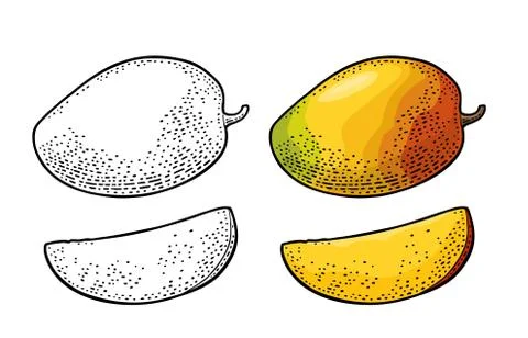 Whole and slice mango. Vector color vintage Ilustración de archivo