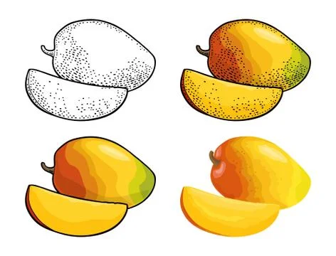 Whole and slice mango. Vector color vintage engraving and flat Ilustración de archivo