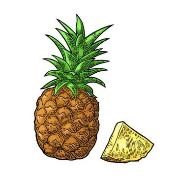 Whole and slice pineapple. Vector black vintage engraving Stock Illustration