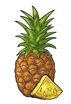 Whole and slice pineapple. Vector black vintage engraving Stock Illustration