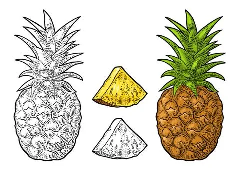 Whole and slice pineapple. Vector black vintage engraving Stockillustratie