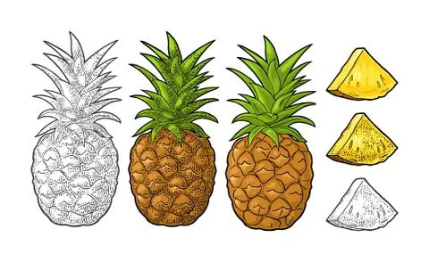 Whole and slice pineapple. Vector black vintage engraving Stock Illustration