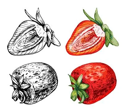 Whole and slice strawberry. Vector color flat illustration Stock Illustration