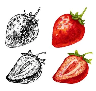 Whole and slice strawberry. Vector color flat illustration Stock Illustration