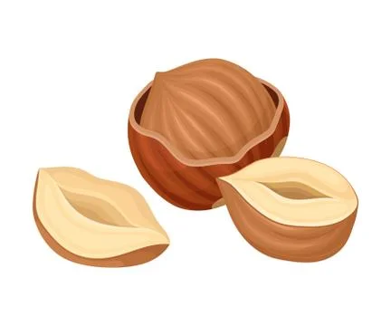 Whole and Split Hazelnut Isolated on White Background Stock Illustration