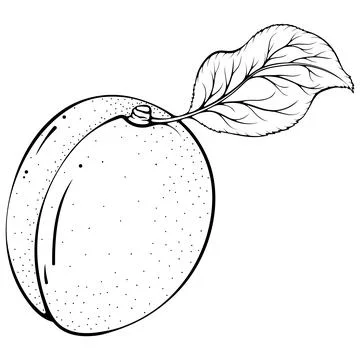 Whole apricot with leaf Stock Illustration