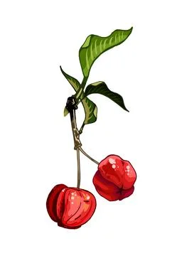 Whole barbados cherries. Vector flat color illustration Stock Illustration