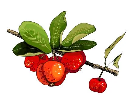 Whole barbados cherries. Vector flat color illustration Stock Illustration