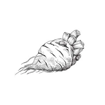 Whole beet root vector engraved sketch, hand drawn agriculture vegetable for Stock Illustration