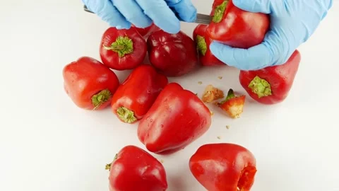 Whole bell peppers with a green branch.Peeling red peppers with a kitchen knife. Stock Footage