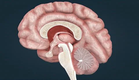 Whole brain, Brain sections, spinal cord, neurological and related tissue typ Stockillustratie