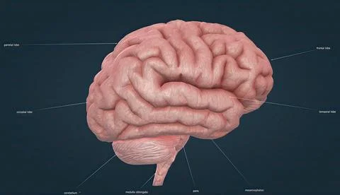 Whole brain, Brain sections, spinal cord, neurological and related tissue typ Stockillustratie