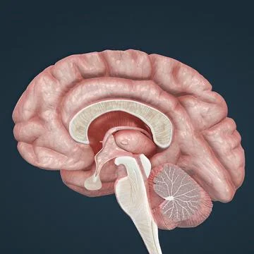 Whole brain, Brain sections, spinal cord, neurological and related tissue t.. Stock Illustration