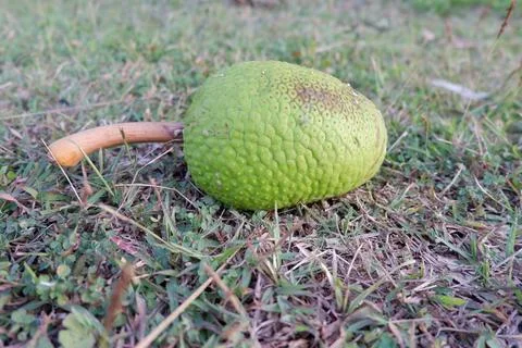 Whole breadfruit falls on the grass ground Stock Photos
