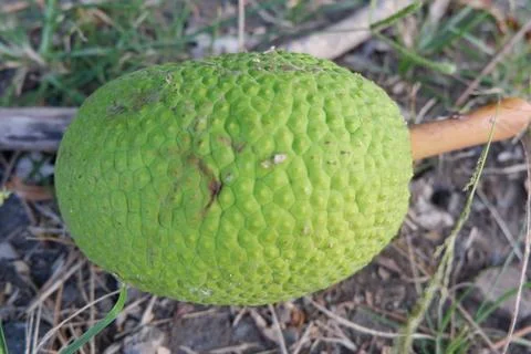 Whole breadfruit on the ground Stock Photos