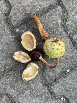 Whole chestnut and chestnut shell Stock Photos