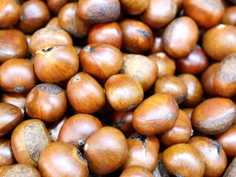 Whole chestnuts in light. Stock Photos