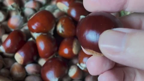 Whole chestnuts macro Stock Footage 347934888