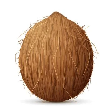 Whole coconut fruit close up Stock Illustration