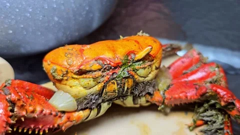 Whole crab on a plate at a dining table. Stock Footage 331300376