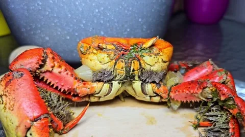 Whole crab on a plate at a dining table. Stock Footage 331300384