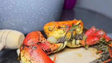 Whole crab on a plate at a dining table. Stock Footage 331300413