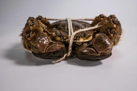 Whole crab tied with string on plain background Stock Photos