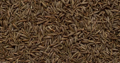 Whole cumin seeds as background texture. Stock Footage 294245945