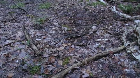Whole Deer Carcass in Forest Stock Footage 79626930