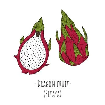 Whole dragon fruit and slice of dragon fruit. Isolated objects on white. Stock Illustration