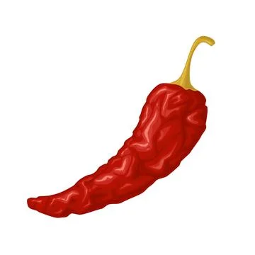 Whole dry pepper chilli. Vector realistic color illustration. Isolated on whi Stock Illustration