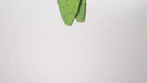 Whole exotic Prickly Pear Cactus Nopales Tuna Raining Slow Motion White Stock Footage 336224070