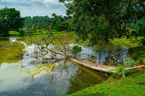 Whole fallen tree Stock Photos