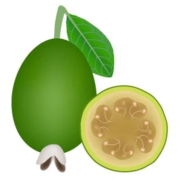 Whole feijoa fruit with leaf and half on white Stock Illustration