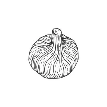 Whole fig fruit drawn with black lines, engraving vector illustration isolated. Stock Illustration