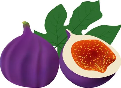 Whole fig with slice solated on white background. Stock Illustration
