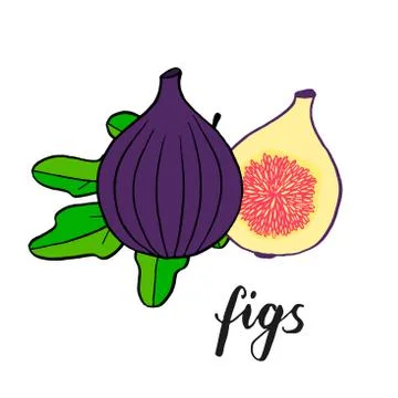 Whole figs with half and leaf isolated on white background. Vector illustrati Stock Illustration