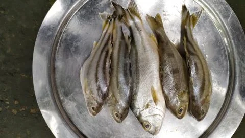 Whole fish 写真素材