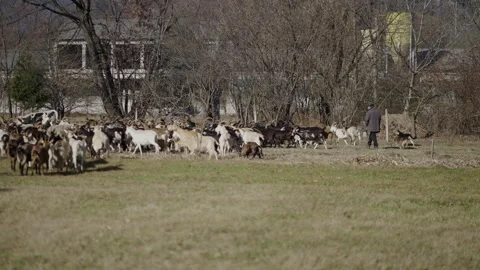The whole flock is led by the shepherd Stock Footage 274176183