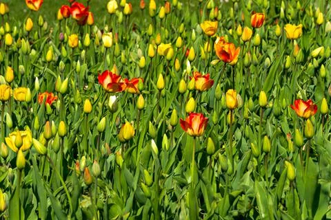 A whole flower bed of multi-colored tulips that have not yet blossomed. Stock Photos