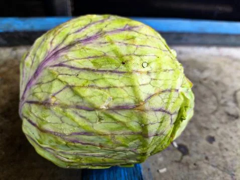 A whole fresh cabbage with a unique texture pattern on a wooden table Stock Photos