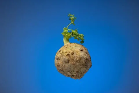 Whole fresh celery root with leaf stems. Close up studio shot, isolated on bl Fotos de archivo