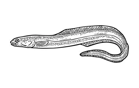 Whole fresh fish eel. Vector engraving vintage Stock Illustration